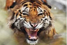 Tiger Image by Bangladesh Tiger Population Rises After Poaching Crackdown Tiger Image