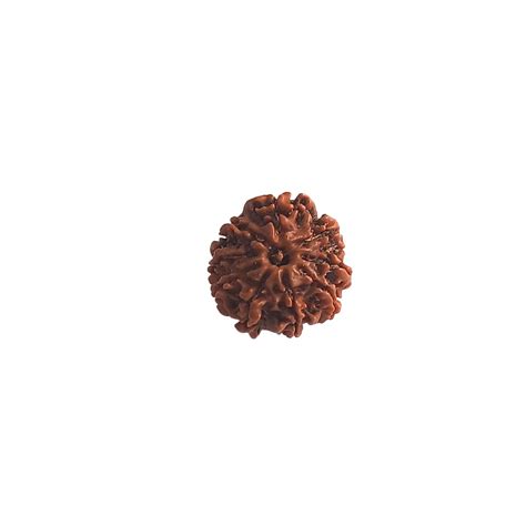 Certified 9 Mukhi Nepali Rudraksha