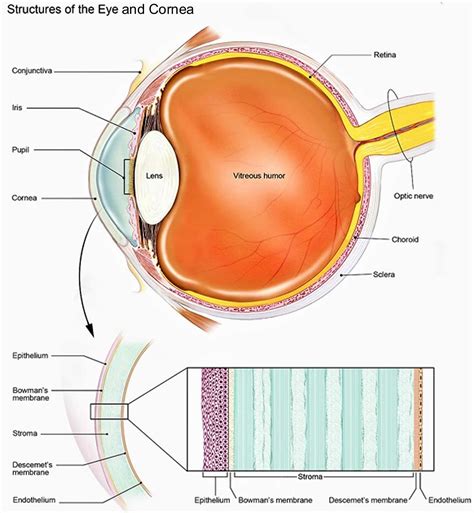 Corneal ulcer and marginal corneal ulcer causes, symptoms & treatment
