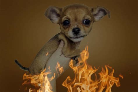Image result for Exploding Chihuahua