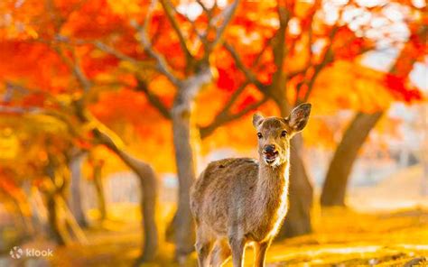 Online reservation for Kiyomizu Temple & Fushimi Inari Taisha Shrine ...