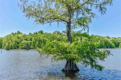 16 Best Louisiana State Parks For a Fun Weekend