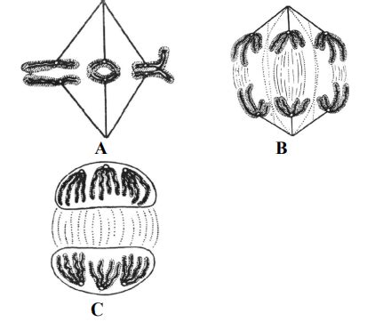 Identify the given figures (A, B C) showing meiotic phases and select ...
