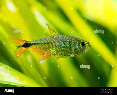 Buenos Aires tetra (Hyphessobrycon anisitsi) isolated in a fish tank ...