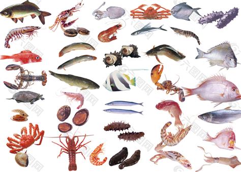 海鲜品种大全平面广告素材免费下载(图片编号:1929954)-六图网