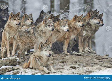 Pictures Of A Pack Of Wolves at sasearnblog Blog