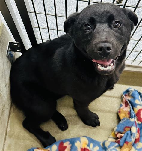 First State Animal Center and SPCA