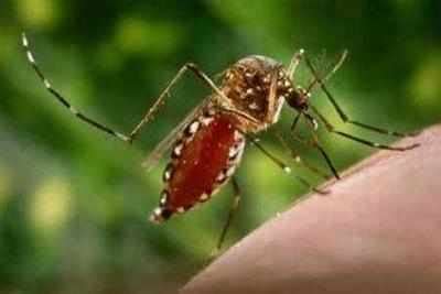 WHO for dengue vaccine in India | India News - Times of India