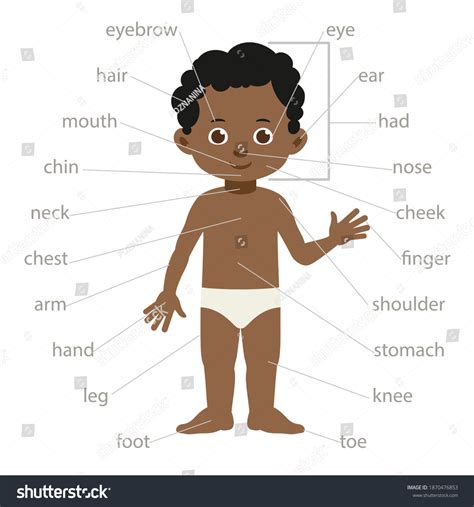 Boy Body Parts Name