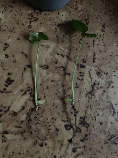 1 lemon, 1 seed and 2 lemon seedlings and almost 2 months (growing ...