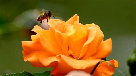 Image result for Free-Flying Bee Video Clips
