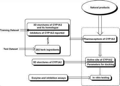 Novel Natural Inhibitors of CYP1A2 Identified by in Silico and in Vitro ...