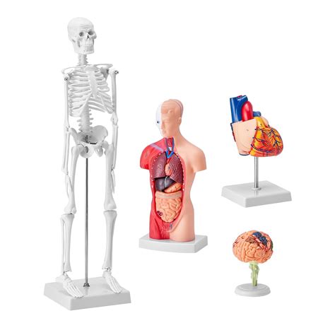 VEVOR Human Anatomy Models Bundle Set, Brain, Human India | Ubuy