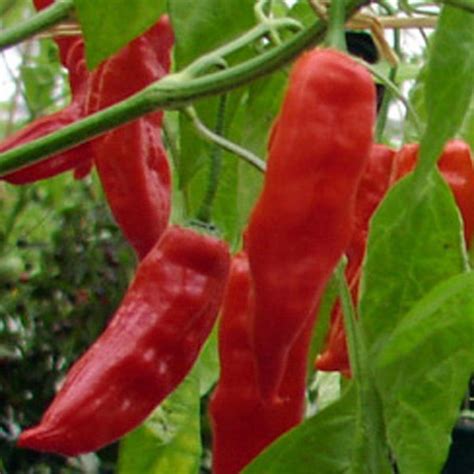 Chili Pepper 'Aji Verde' (Capsicum baccatum) seeds