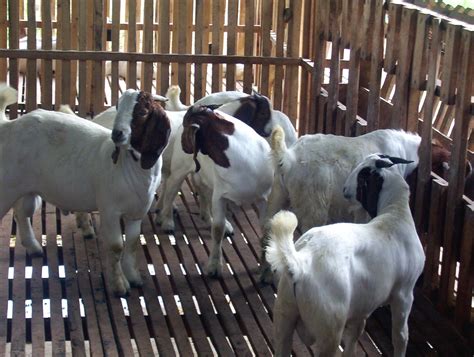 Common Diseases Of Goats In The Philippines: A Farmers Guide