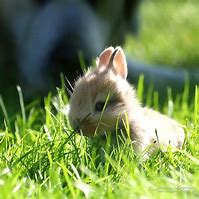 Image result for Cute Little Fluffy Bunny