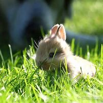 Image result for Super Cute Adorable Baby Bunny