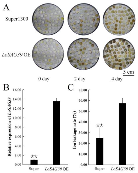 SMRT and Illumina RNA Sequencing and Characterization of a Key NAC Gene ...