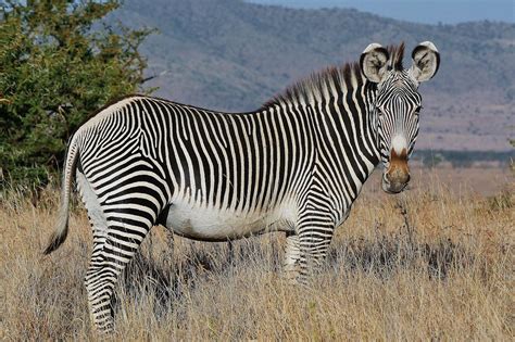 Dig Those Crazy Stripes!!! - Grévy's zebra (Equus grevyi) | Flickr ...