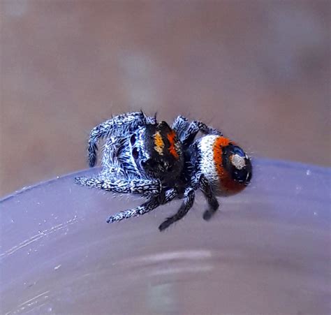 Phidippus aureus | Tarantula Forum