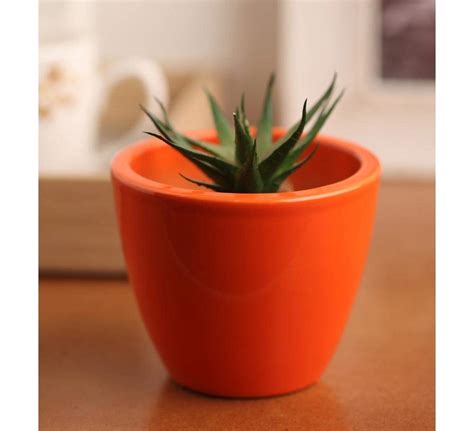 Orange Fiber Table Top Planter : Amazon.in: Garden & Outdoors