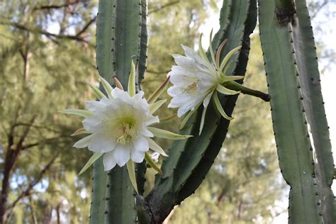 10 Types of Night Blooming Cereus