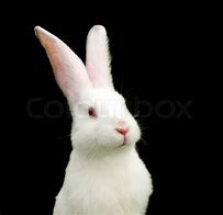 Image result for Albino Rabbit