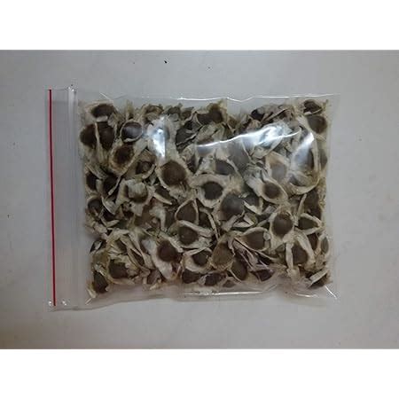 DNR AGENCIES, 20 Seeds Dwarf Hybrid Drumstick Moringa Oleifera Short ...