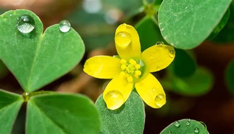 5 Effective Home Remedies To Get Rid of Warts - lifeberrys.com