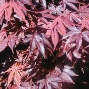 Red Maple Fast Growing 的图像结果