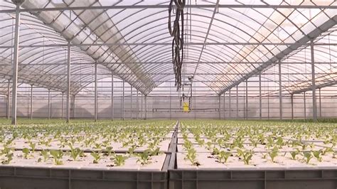 Farms in Shanghai utilize technology to promote agriculture - CGTN
