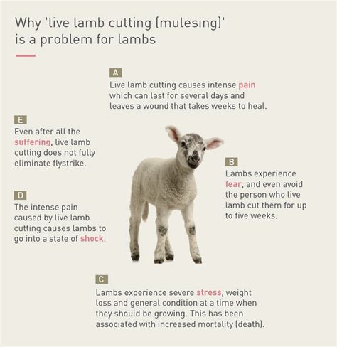 A Guide for Brands and Retailers - FOUR PAWS International - Animal ...