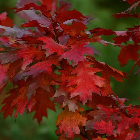 Best Trees for Fall Color in the South — Verdi