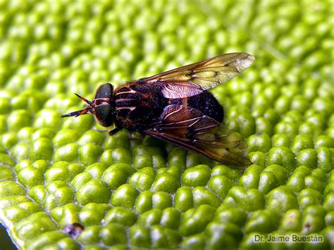 Insectos del Ecuador