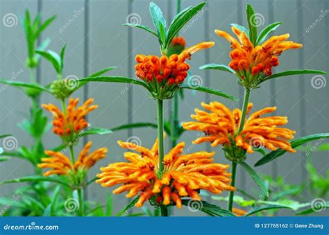 Interesting Yellow Lion`s Tail Plant Stock Photo - Image of family ...