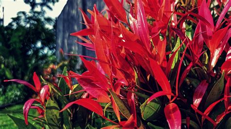 manfaat pucuk alang-alang