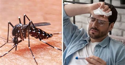 Chikungunya versus Dengue: How their symptoms differ | The Times of India