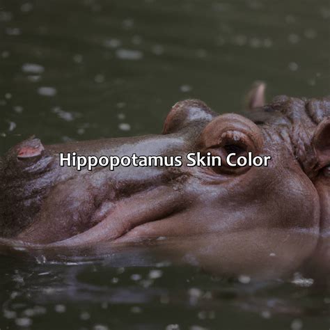 What Color Is A Hippo - colorscombo.com