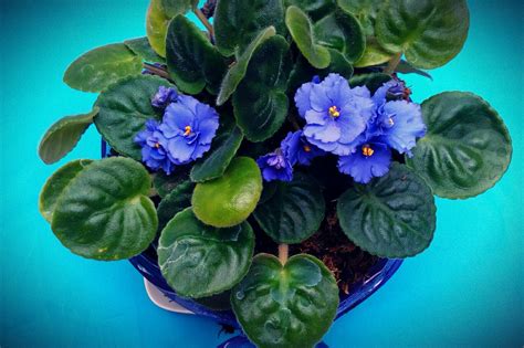 Jeannine Grabler: African Violet Soil Vs Cactus Soil