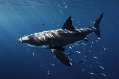 Download Great_ White_ Shark_ Underwater Wallpaper | Wallpapers.com