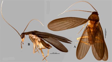Rare Cockroach 的图像结果