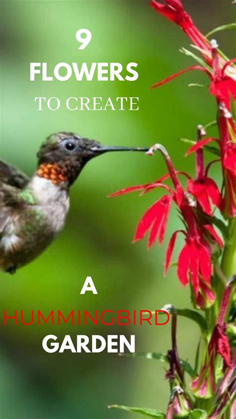 Best Flowers For A Hummingbird Garden at Stephanie Reynolds blog
