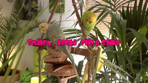 Image result for Colourful Birds Compilation