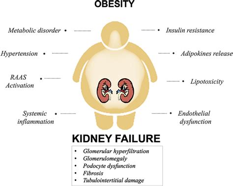 Frontiers | Obesity-Related Chronic Kidney Disease: Principal Mechanisms and New Approaches in ...