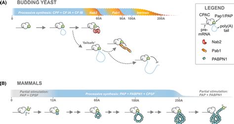 RNA Polya 的图像结果