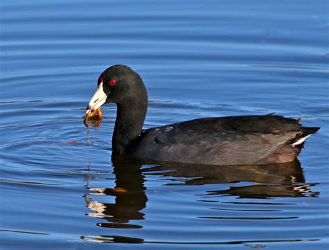 What Is That Black Duck With the White Beak? - Birds and Blooms