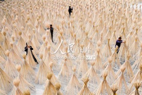 江西新余：竹子深加工 市场效益好-人民图片网