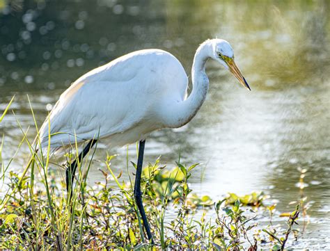 White Color Symbolism in Literature (Poetry and Prose) | Color Meanings