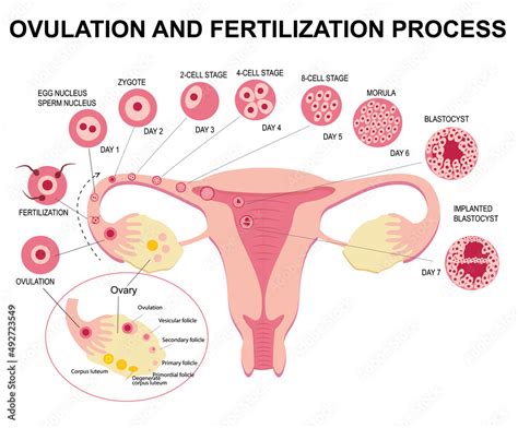 Image result for Female Reproductive System Diagram Fertilization