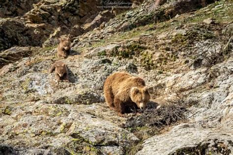 Himalayan Brown Bear Photography Expedition - Wild Wonders Expeditions
